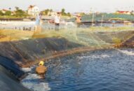 Mô hình nuôi thâm canh tôm thẻ chân trắng bằng công nghệ Biofloc: Hiệu quả cao, cần nhân rộng