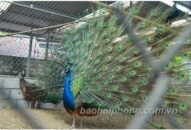 Làm giàu từ mô hình nuôi chim công