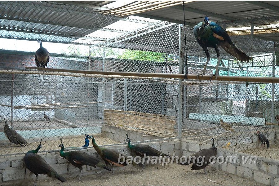Ý nghĩa chim công ? 6 điều NÊN BIẾT về giống chim công tại Việt Nam hiện  nay.