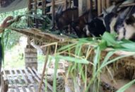 Bỏ nuôi lợn chuyển sang nuôi dê vỗ béo: Chi phí thấp, thu lãi cao