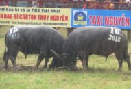 Hội chọi trâu Đồ Sơn sẵn sàng khai cuộc