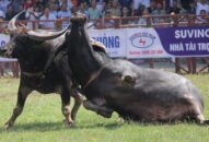 Chọi trâu Đồ Sơn 2019: Ông Trâu” nhẩn nha ăn cỏ trước khi tung đòn hiểm