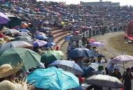 Trâu chọi chưa vào sới, sân Đồ Sơn đã thất thủ