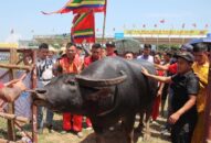 Chủ trâu chia sẻ bí kíp huấn luyện “ông trâu” chiến thắng tại lễ hội Đồ Sơn
