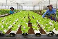 Trên 70 tỷ đồng cho vay thí điểm phát triển nông nghiệp