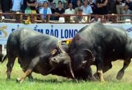 Hàng vạn người chen chân vào xem chọi trâu Đồ Sơn