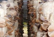 Nhiều mô hình thanh niên khởi nghiệp thành công trong nông nghiệp