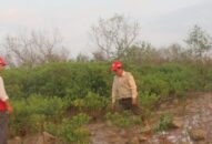 Chăm sóc, bảo vệ gần 57 ha rừng ngập mặn