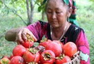 Đã mắt ngắm nhìn những cây hồng giòn chín đỏ nơi ‘cổng trời’ xứ Nghệ