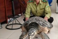 Chi cục Kiểm lâm: Tăng cường kiểm tra, quản lý lâm sản