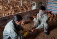 Tập trung tiêm vắc xin phòng bệnh Cúm gia cầm