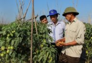 Thể lệ “Cuộc thi báo chí viết về Nông thôn mới gắn với cơ cấu lại ngành nông nghiệp” giai đoạn 2017-2020