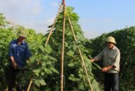 Hội Nông dân thành phố: Đẩy mạnh xây dựng mô hình vay vốn “Qũy hỗ trợ nông dân”