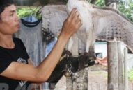 “Cao thủ” thuần phục sát thủ trên không: Vất vả hơn cả nuôi con