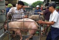 Giá heo hơi hôm nay 27/9: Bắc-Nam tăng giá, ai được lợi nhiều nhất?