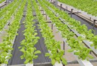Trồng rau không cần đất, lão nông thu hàng trăm triệu/năm