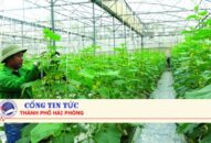 Cơ chế, chính sách hỗ trợ phát triển sản xuất rau, quả trên địa bàn thành phố đến năm 2025, định hướng đến năm 2030