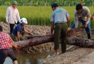 Xác minh niên đại 2 cọc gỗ nghi là cọc trận Bạch Đằng