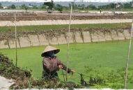 Các hộ trồng rau rút, rau cần tại xã Mỹ Đức (An Lão): Mong mang sản phẩm vào siêu thị