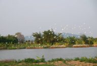 Triển khai thí điểm mô hình du lịch nông nghiệp nông thôn tại Trang trại đảo Bầu huyện An Lão