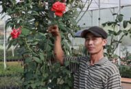 Đà Lạt: Ghép hoa hồng từ gốc vứt đi, vừa đẹp vườn lại có tiền tiêu