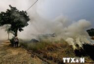 Sử dụng rơm rạ theo hướng kinh tế giúp giảm thiểu ô nhiễm không khí