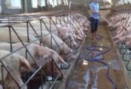 Giá heo hơi hôm nay 5/10: Tiếp tục xác lập đỉnh mới 56.000đ/kg