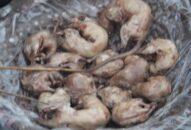 Tháng Chín về ăn chuột Tú Đôi