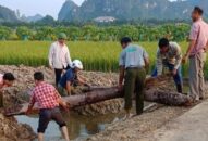 Hải Phòng: Phát hiện 2 cọc gỗ phỏng đoán nghìn năm tuổi