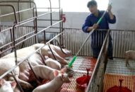 Giá lợn hơi tiếp tục tăng mạnh