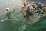 Sản lượng khai thác thủy sản đạt 72.443,4 tấn