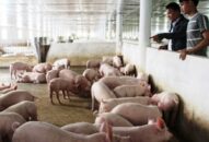 Giá lợn tăng mạnh, lo mất cân đối cung – cầu