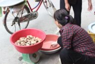 Hải Phòng: “Chuột thủ” tiết lộ kĩ nghệ sẵn chuột thu nửa tạ mỗi ngày