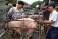 Giá heo hơi tăng “nóng”, Bộ Nông nghiệp dự báo gì?