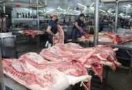 Số lợn buộc phải tiêu hủy do bệnh dịch tả lợn châu Phi đã giảm mạnh