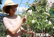 Khởi nghiệp thành công từ niềm đam mê trồng hoa hồng ngoại