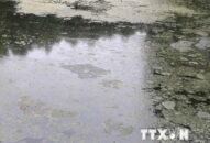 Khu dân cư ô nhiễm nghiêm trọng do chất thải của hàng nghìn con lợn