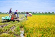 Huyện An Dương:  Phấn đấu hết tháng 10 thu hoạch xong lúa vụ mùa 2019
