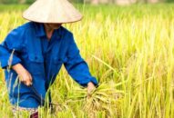 Huyện Tiên Lãng:  Dự kiến năng suất lúa mùa đạt 57,3 tạ/ha