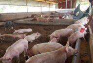 Trên 621 tỷ đồng dư nợ cho vay ngành chăn nuôi lợn