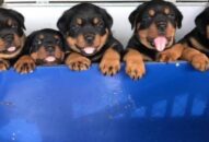 Hải Phòng: Trai phố Thiên Lôi ra đồng nuôi gà chọi, cá Koi, chó Phú Quốc