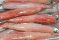 Cách chọn mực trứng tươi ngon