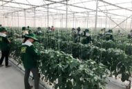 Doanh nghiệp, nông dân phối hợp phát triển chuỗi sản xuất, tiêu thụ nông sản: Hài hòa lợi ích để bền vững