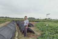 Khắc phục tình trạng bỏ hoang đất nông nghiệp ở huyện An Dương: Ưu tiên phát triển các mô hình sản xuất hiệu quả