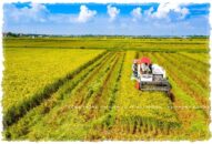 Năm 2020, Hải Phòng xây dựng 7 xã nông thôn mới kiểu mẫu