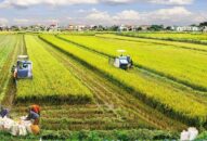 Khuyến khích tập trung, tích tụ đất nông nghiệp