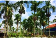 Độc nhất đất Việt: Làng trồng loại quả này bán sang TQ thu nghìn tỷ