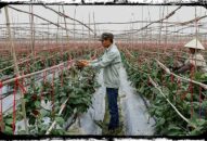 Hải Phòng phấn đấu tất cả các huyện đạt chuẩn nông thôn mới