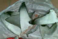 Hải quan Hải Phòng thu giữ số lượng lớn vây cá mập