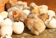 Buôn lậu hơn 5.000 con gà mới nở